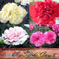 Myseedsco Big Pack - Clove Carnation Seed (5,000 Seeds) - Dianthus Caryophyllus Chabaud Mix - Edible Flower Seeds (Big Pack - Cl