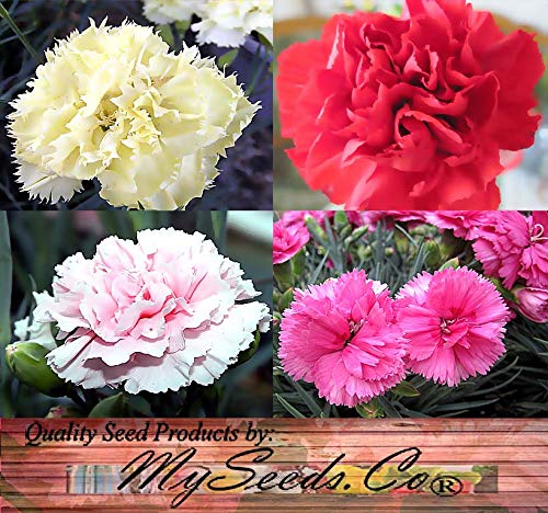 Myseedsco Big Pack - Clove Carnation Seed (5,000 Seeds) - Dianthus Caryophyllus Chabaud Mix - Edible Flower Seeds (Big Pack - Cl