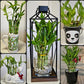 Lucky Bamboo 6 Plants 8 inches Each, Free Butterfly Stake, Gift, Feng Shui, Indoor Plant, Bring Good Luck to Your Home, Perennia