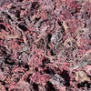Helen of the West Wildcrafted Sea Moss - 100% Natural Irish Moss - 5 lb - Purple - Mineral-Rich Superfood - No Preservatives, No Chemicals