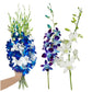 Sunne Tropical Orchidclub Usa Fresh Cut Flowers Dendrobium Orchids (10 Stems Blue & White)