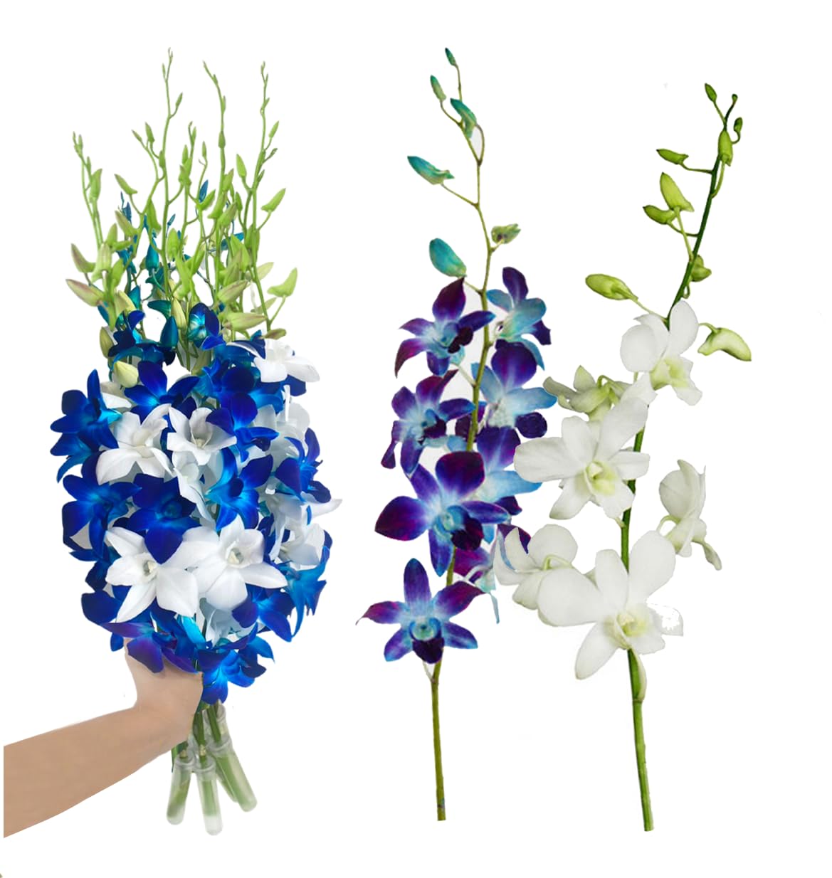 Sunne Tropical Orchidclub Usa Fresh Cut Flowers Dendrobium Orchids (10 Stems Blue & White)