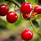 Country Spoon 100% Tart Cherry Juice (70+ Tart Cherries Per 8 Oz) 12 Pack | Not From Concentrate, Single Ingredient Drink, Melatonin Rich, Healthy Fruit Drink (Cherry)