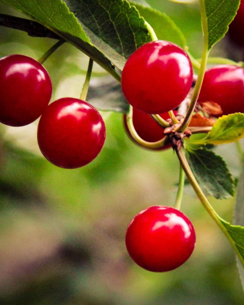 Country Spoon 100% Tart Cherry Juice (70+ Tart Cherries Per 8 Oz) 12 Pack | Not From Concentrate, Single Ingredient Drink, Melatonin Rich, Healthy Fruit Drink (Cherry)