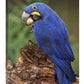 Hyacinth Macaw Eating Piassava Palm Nuts, Cerrado, Brazil-Canvas Art-24''X36''