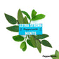 Peppersmith 100% Xylitol Mints, Eucalyptus and Fine English Peppermint, 15 g (Box of 12, Total 300 Mints)