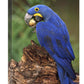 Hyacinth Macaw Eating Piassava Palm Nuts, Cerrado, Brazil-Canvas Art-16''X24''