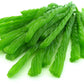 Green Apple Licorice Twists - Fat-Free Old Fashioned Gourmet Green Apple Licorice Candy - Soft & Chewy Texture with Bold Fresh F