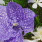 Fiora Flower | Long Lasting Orchids| Lasts Up To 5 Years | No Water Need | Allergy Free | Odor Resistant | Unique Present Gift