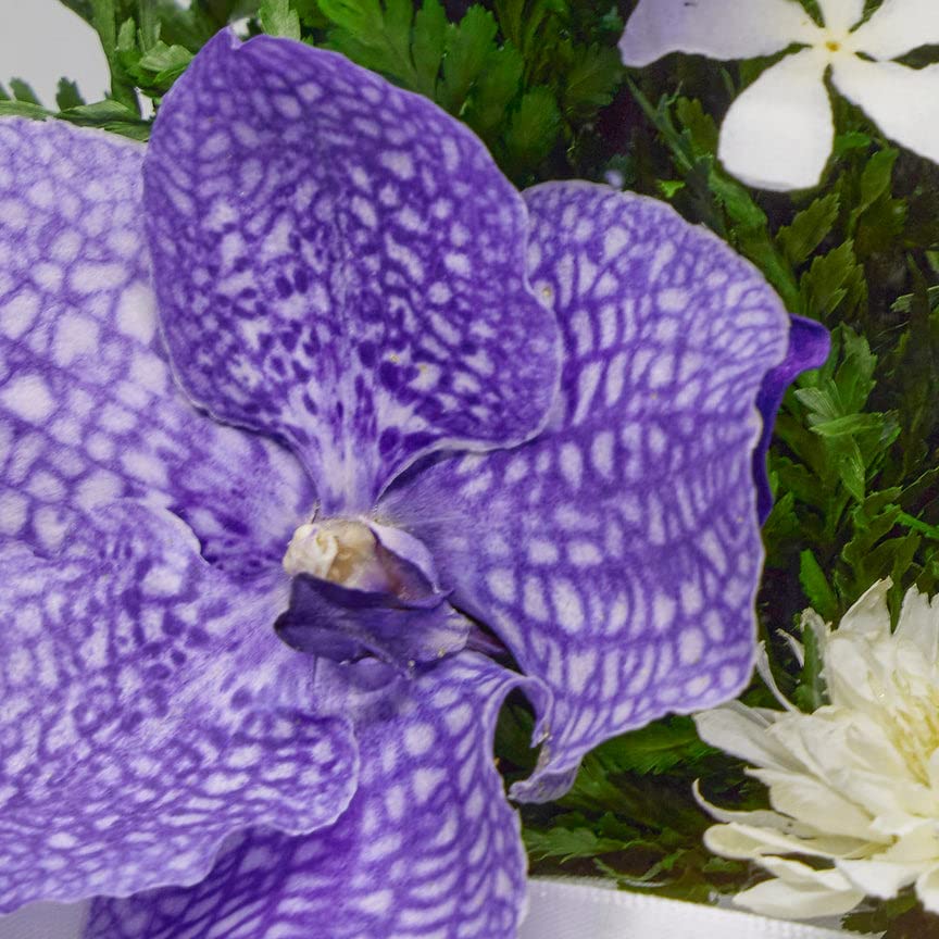 Fiora Flower | Long Lasting Orchids| Lasts Up To 5 Years | No Water Need | Allergy Free | Odor Resistant | Unique Present Gift