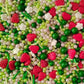 Sentovac Edible Strawberry Jimmies and Flowers Mixing Sprinkles for Decorating 1 Bottle 3.35oz/ 95g | Cake Cupcakes and Ice Crea
