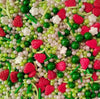 Sentovac Edible Strawberry Jimmies and Flowers Mixing Sprinkles for Decorating 1 Bottle 3.35oz/ 95g | Cake Cupcakes and Ice Crea