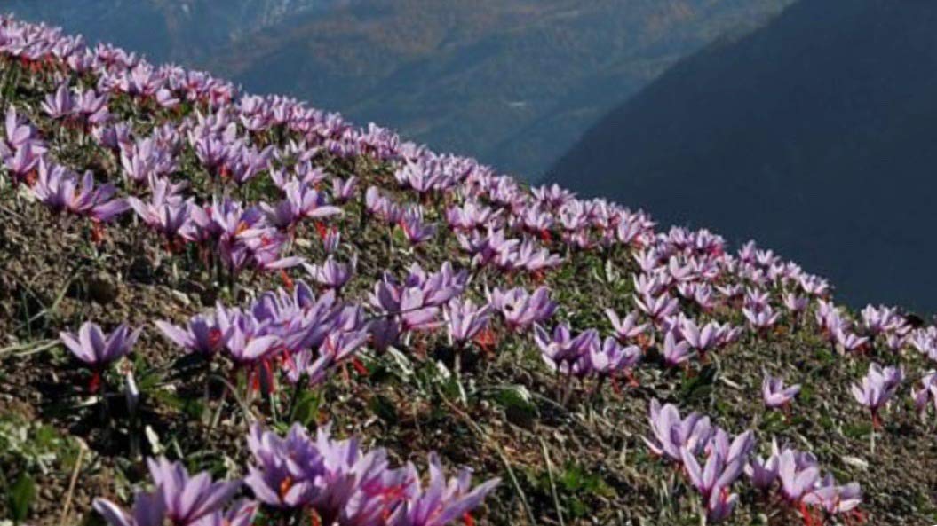 Cyrus Saffron Spanish Saffron 100% Pure Coupe 2 Gram - Aragon Spain