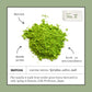 STEVEN SMITH TEAMAKER Matcha Green Tea Powder, Organic, Sugar-Free, Caffeinated, 40 Gram Tin