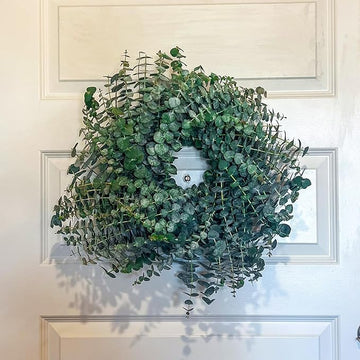 Fresh Eucalyptus Wreath Living Leaves 12 '' [California] Baby Blue Variety [Shipped Overnight] For Front Door Natural Wreath For