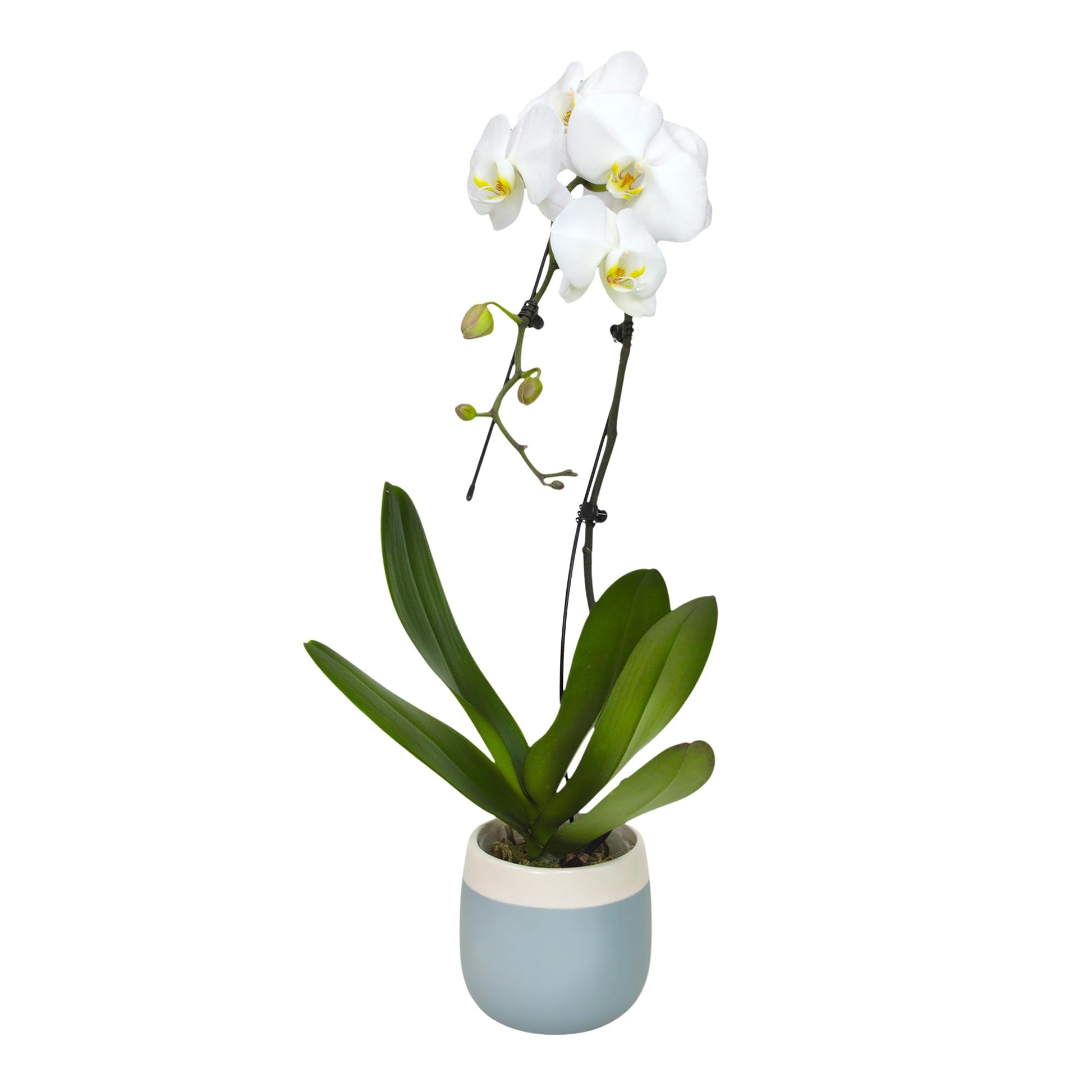 Large White Live Orchids Blooming In 5 Blue & White Orchid Pot, Pet Friendly Live Plant Gifts For Plant Lovers, Approx. 22+ Tall, Real Houseplants, Phalaenopsis Moth Flowers By Plants For Pets