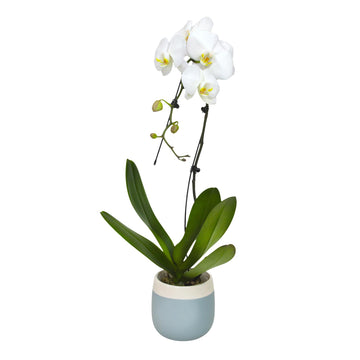 Large White Live Orchids Blooming In 5 Blue & White Orchid Pot, Pet Friendly Live Plant Gifts For Plant Lovers, Approx. 22+ Tall, Real Houseplants, Phalaenopsis Moth Flowers By Plants For Pets