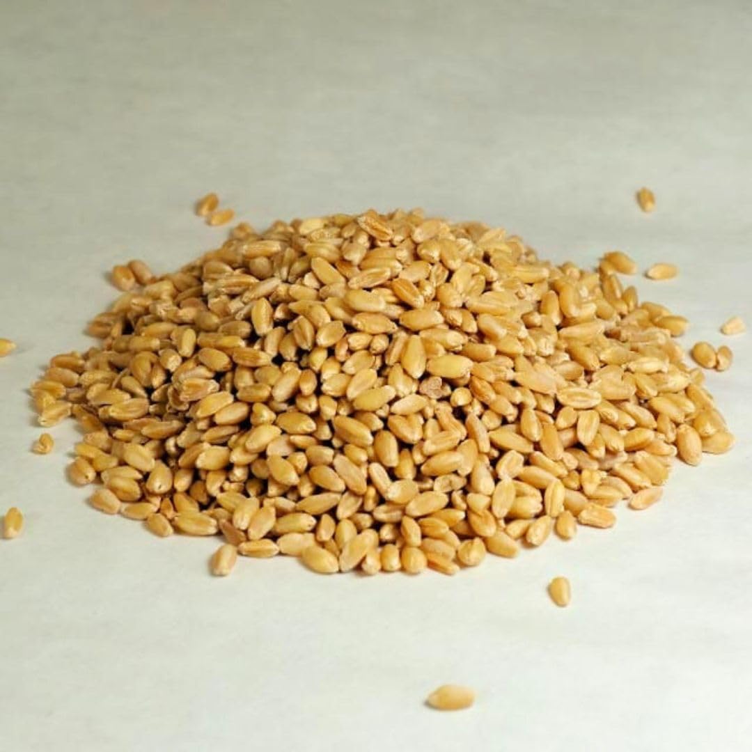 Gorlion Organic Hard White Wheat Berries 4 Lbs. Great For Bread, Pancakes, Waffles, Pastries, Cereals, Salads, Flatbreads, Crack