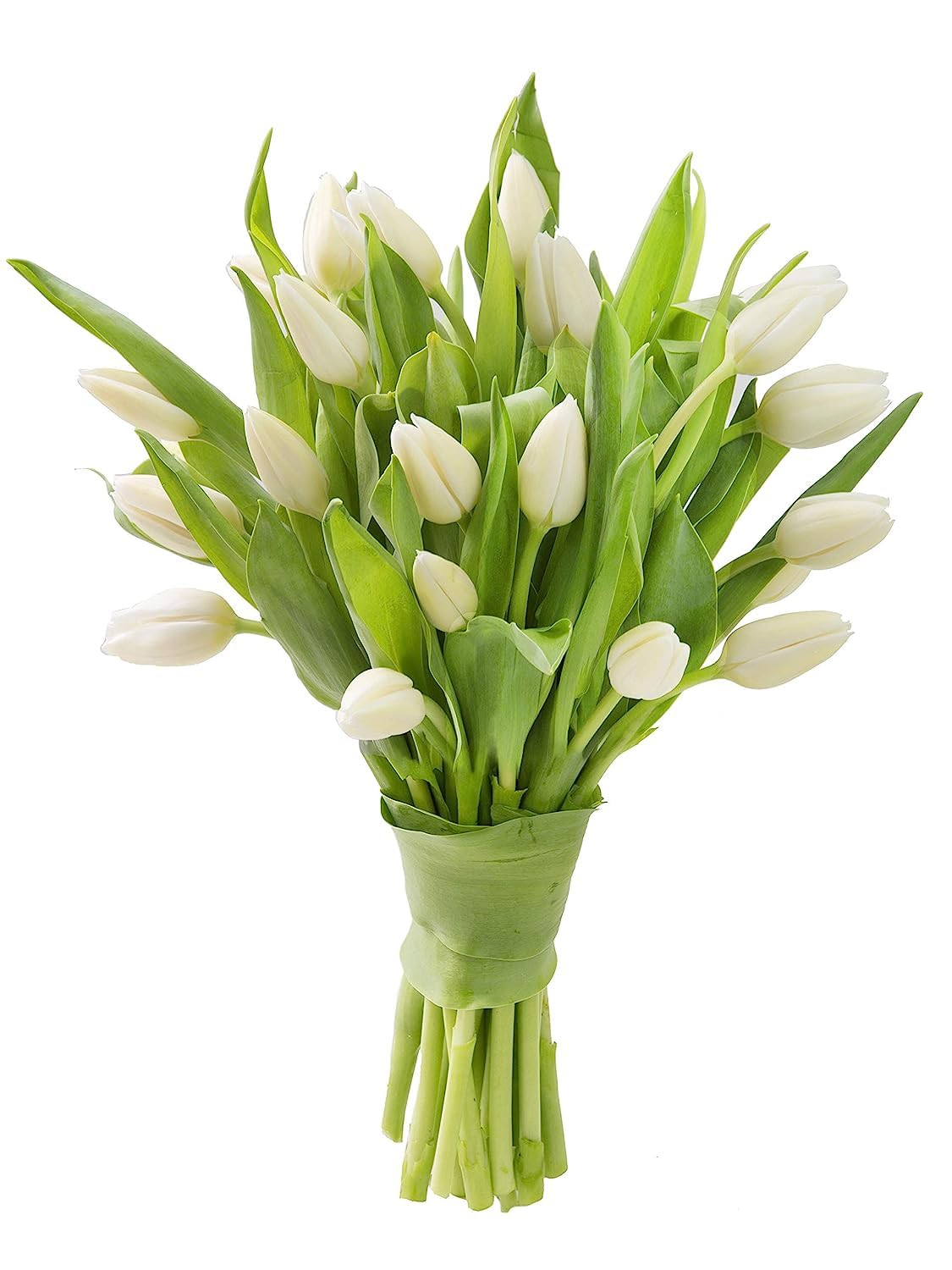 KaBloom Flowers - Mother's Day Collection - PREMIUM 20 White Tulips - Farm Direct Wholesale Fresh Flowers. Gift for Birthday, An