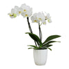 White Phalaenopsis Live Orchid Plant & White Orchid Pot, 12-16'' Live Plant Gift, Fresh Orchids Plants Live House Plants, Live P