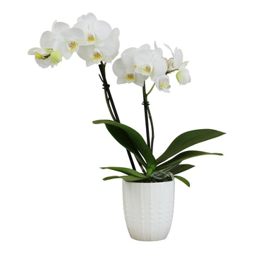 White Phalaenopsis Live Orchid Plant & White Orchid Pot, 12-16'' Live Plant Gift, Fresh Orchids Plants Live House Plants, Live P