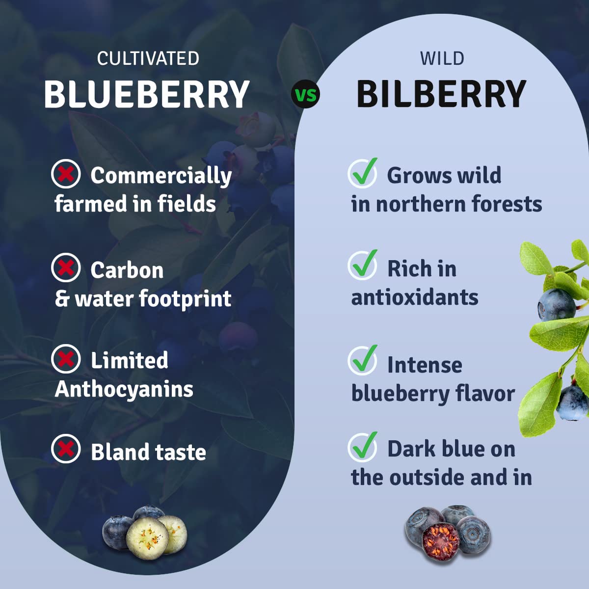 Ösel Berry Organic Dried Blueberries - 100% Unsweetened Wild Blue Berries | Handpicked Freeze Dried Blueberries - Organic & Fresh | Dry Whole Fruit Blueberry - Rich In Antioxidants & No Sugar Added