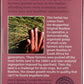 Equal Exchange Organic Herbal Tea Vanilla Rooibos - 20 Tea Bags - 2 Pack
