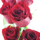 Kabloom Flowers - Mother'S Day Collection - 12 Red Roses Without Vase, Gift For Birthday, Sympathy, Anniversary, Get Well, Thank