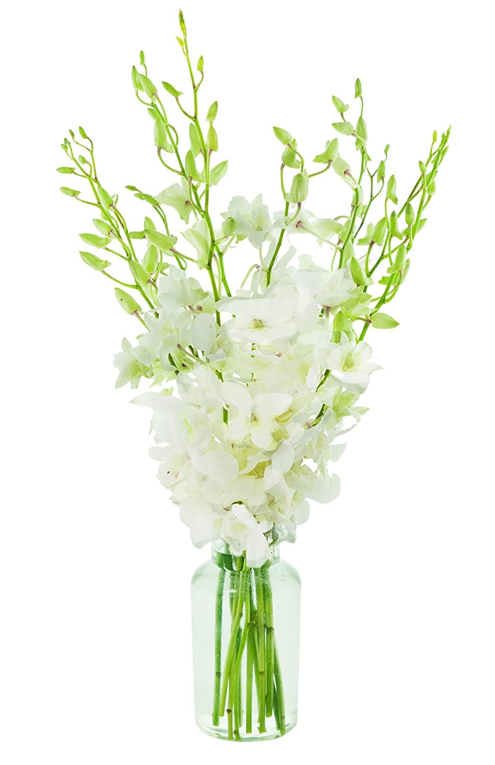 Premium Cut White Orchids (10 stems with Vase) (Support Small Business)