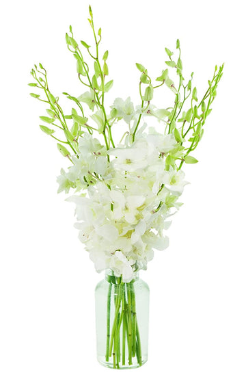 Premium Cut White Orchids (10 stems with Vase) (Support Small Business)