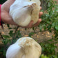 Organic Elephant Garlic Fresh Bulbs Seed. 2 pounds.. Gift Health Box with 4 Huge Units of Elephant Garlic.