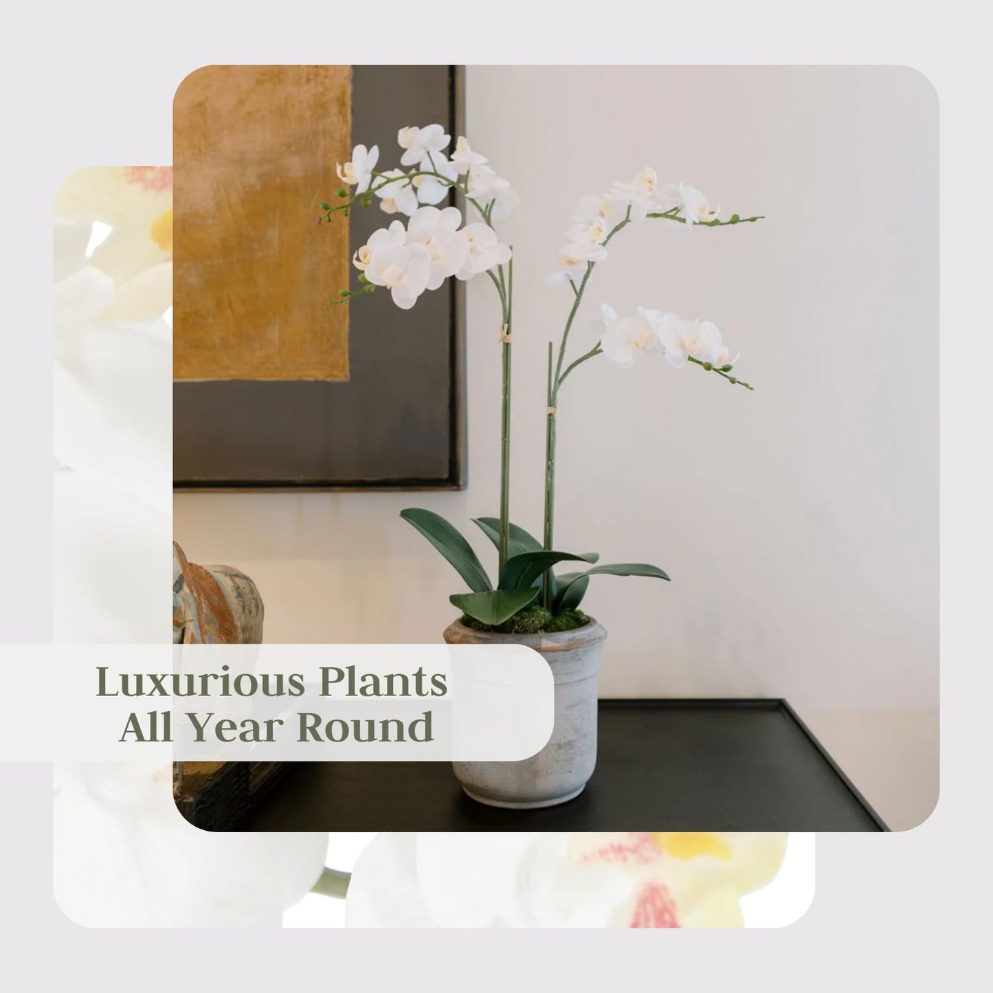 Cg Hunter Faux White Orchid Plant, Premium Artificial Indoor Flower Display Stands 24   , Beautiful Sculptural Blooms That Lasts