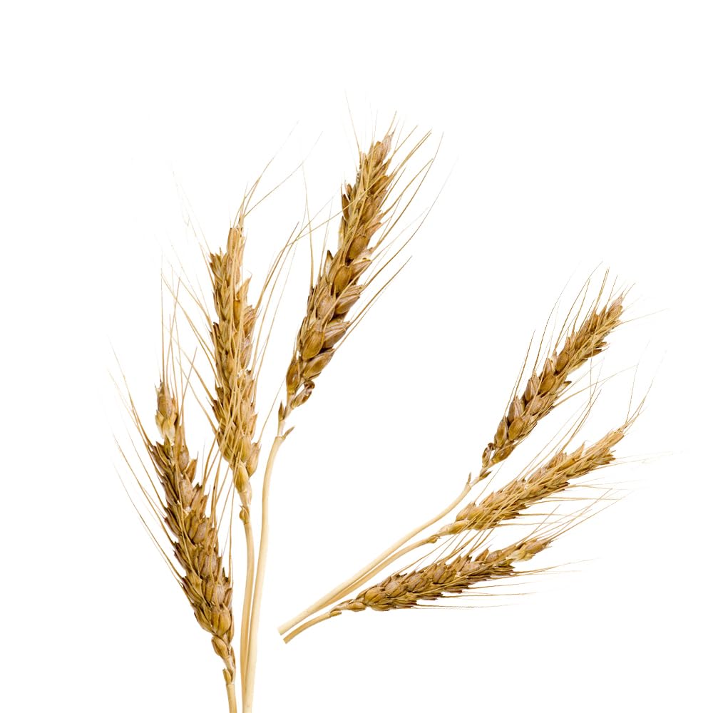 OliveNation Liquid Malt Extract for Baking, Rich Malty Flavor for Cakes, Cheesecake, Ice Cream, Savory Dishes, Non-GMO, Gluten F