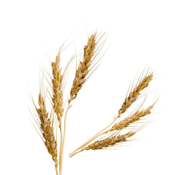 OliveNation Liquid Malt Extract for Baking, Rich Malty Flavor for Cakes, Cheesecake, Ice Cream, Savory Dishes, Non-GMO, Gluten F