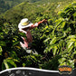 Cafe Yaucono Original Ground Coffee 4 Bags