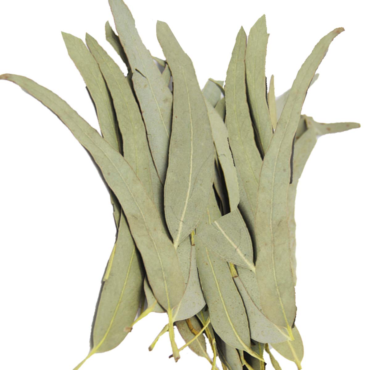 Whole Eucalyptus Leaves, Natural Eucalyptus Herb Leaves, 114G (4.0 Oz)