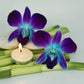 Sunne Tropical Fresh Orchid Loose Bloom DIY Lei, 50 BLUE, Model ORC-LBS-BLU50, Food & Drink Decoration