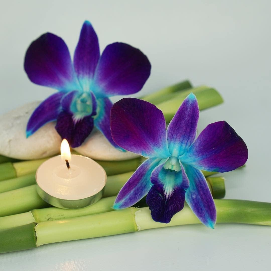 Sunne Tropical Fresh Orchid Loose Bloom DIY Lei, 50 BLUE, Model ORC-LBS-BLU50, Food & Drink Decoration