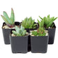 The Hydroponic City Black Square Flower Pots For Starting Seedlings, Succulents, Or Cacti - 2 X 2, Pack Of 25  Thcity Stakes