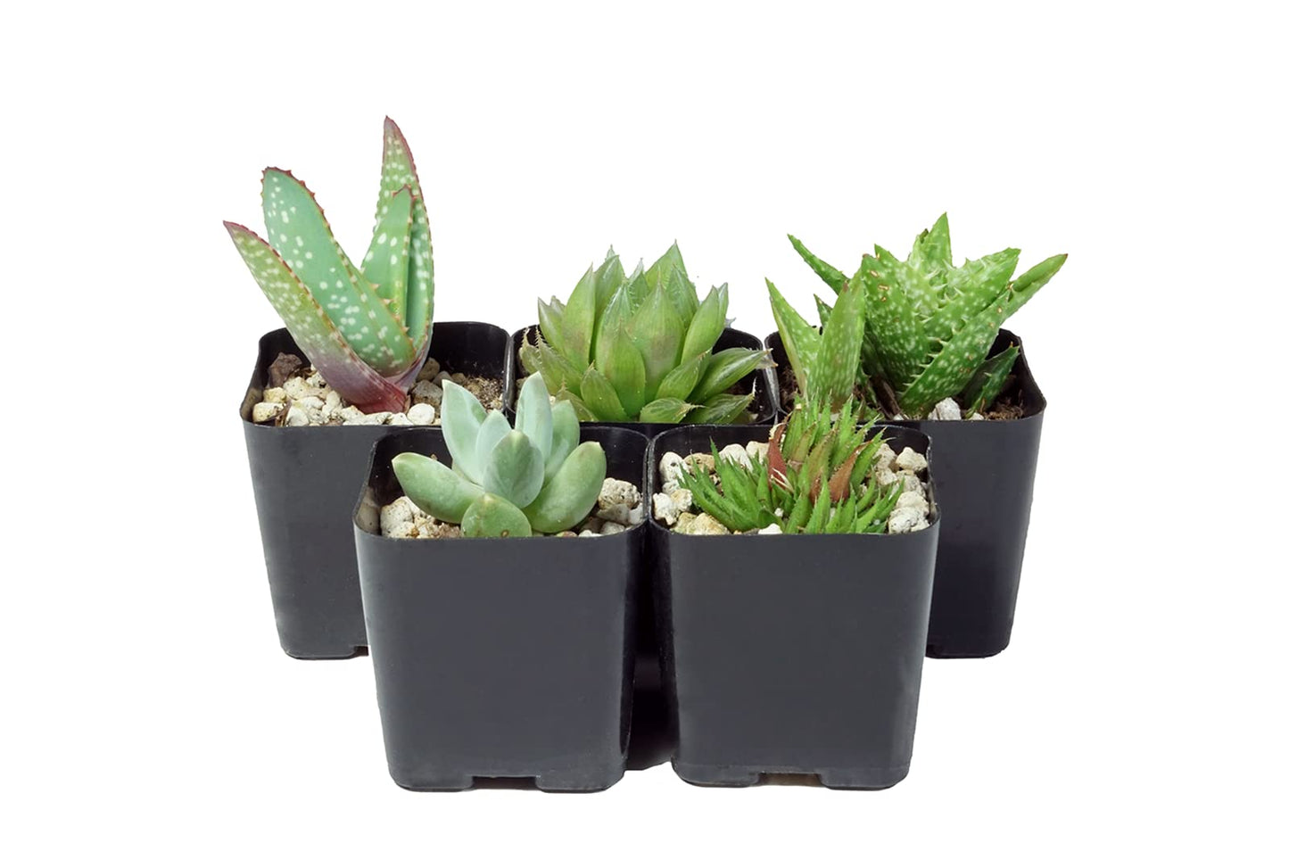 The Hydroponic City Black Square Flower Pots For Starting Seedlings, Succulents, Or Cacti - 2 X 2, Pack Of 25  Thcity Stakes