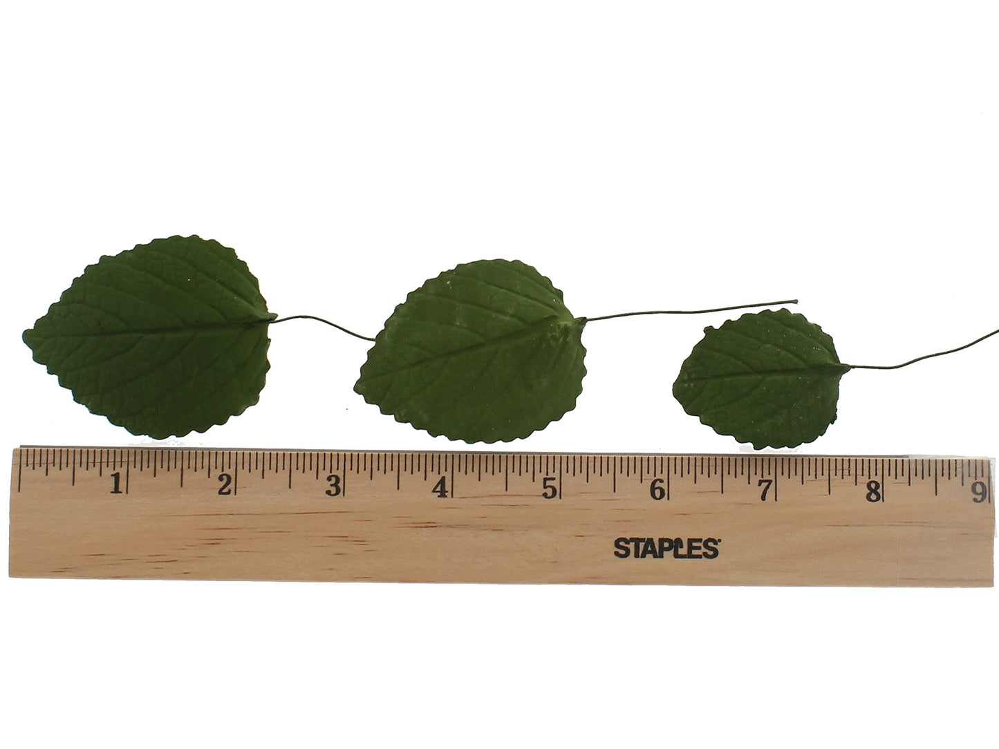 Global Sugar Art Hydrangea Leaves Sugar Cake Flowers Green Mix Of Large Medium And Small, 15 Count By Chef Alan Tetreault