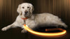 Illumiseen Led Light Up Dog Leash  Ultra High Visibility Up To 350 Yards  3 Lighting Modes  Usb Rechargeable, No Batteries Neede
