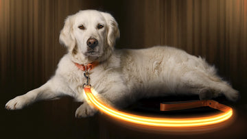Illumiseen Led Light Up Dog Leash  Ultra High Visibility Up To 350 Yards  3 Lighting Modes  Usb Rechargeable, No Batteries Neede