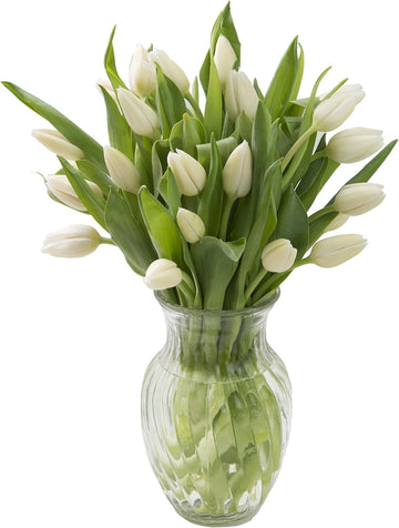 KaBloom Flowers -Valentine's Day Collection - 20 White Tulips with vase, Gift for Birthday, Sympathy, Anniversary, Get Well, Tha