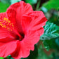 TeaDreamTea Hibiscus Tea Bags - Caffeine Free Herbal Tea, 300 Bleach-Free Bags, Brew Hot or Iced