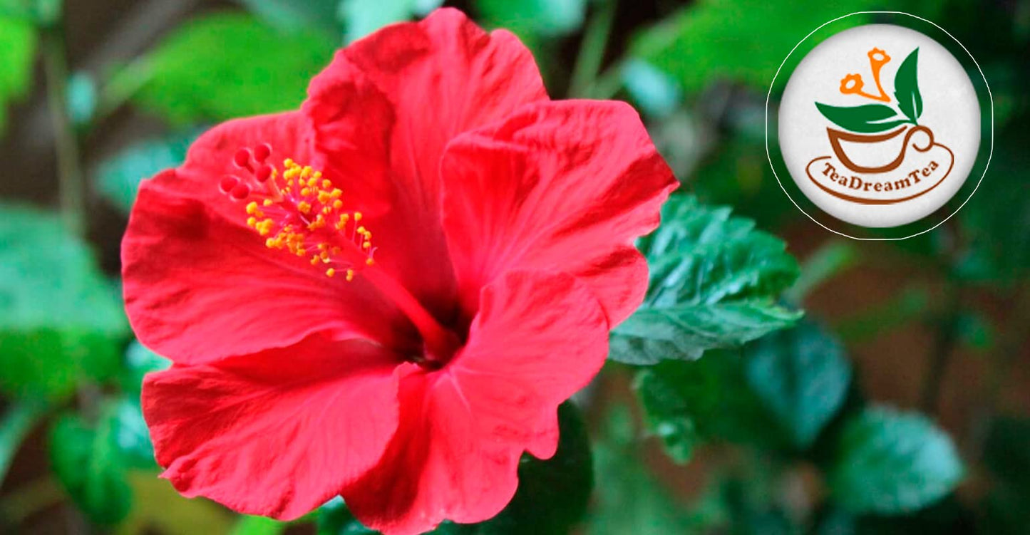 TeaDreamTea Hibiscus Tea Bags - Caffeine Free Herbal Tea, 300 Bleach-Free Bags, Brew Hot or Iced
