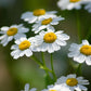 Naturegrail Feverfew Herb - Cut & Dried Tanacetum Parthenium - 1oz/28.5g