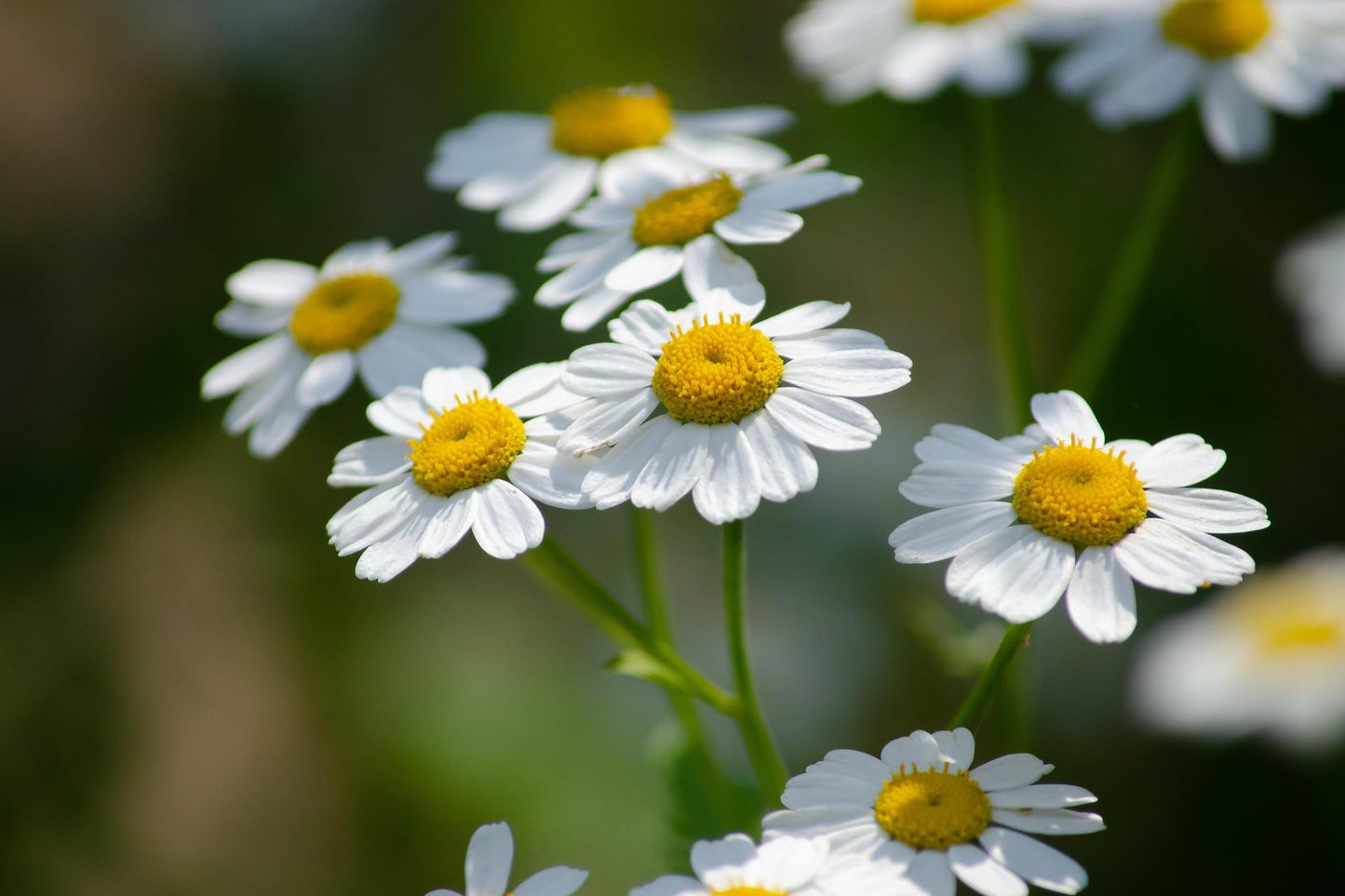 Naturegrail Feverfew Herb - Cut & Dried Tanacetum Parthenium - 1oz/28.5g
