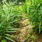 Non Gmo Fresh Ginger From Peru (1)
