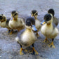 Generic Fertile Duck Hatching Eggs - Barnyard Mix, 5+ Eggs